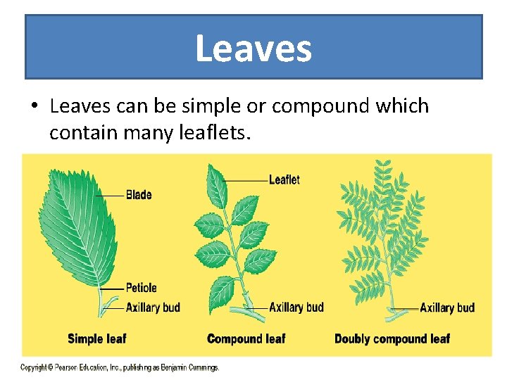 Leaves • Leaves can be simple or compound which contain many leaflets. 
