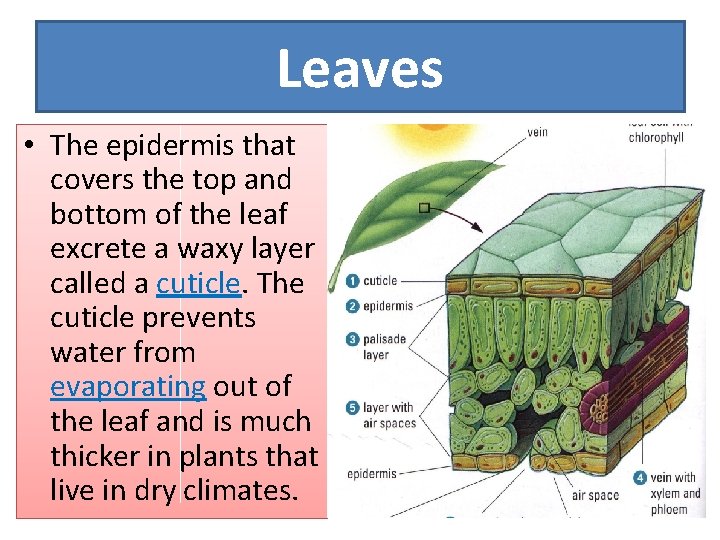 Leaves • The epidermis that covers the top and bottom of the leaf excrete