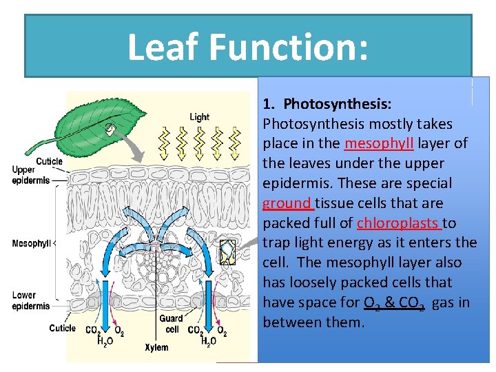 Leaf Function: 1. Photosynthesis: Photosynthesis mostly takes place in the mesophyll layer of the