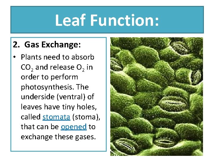 Leaf Function: 2. Gas Exchange: • Plants need to absorb CO 2 and release