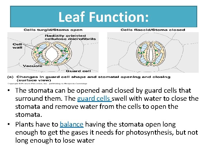 Leaf Function: • The stomata can be opened and closed by guard cells that