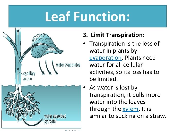 Leaf Function: 3. Limit Transpiration: • Transpiration is the loss of water in plants