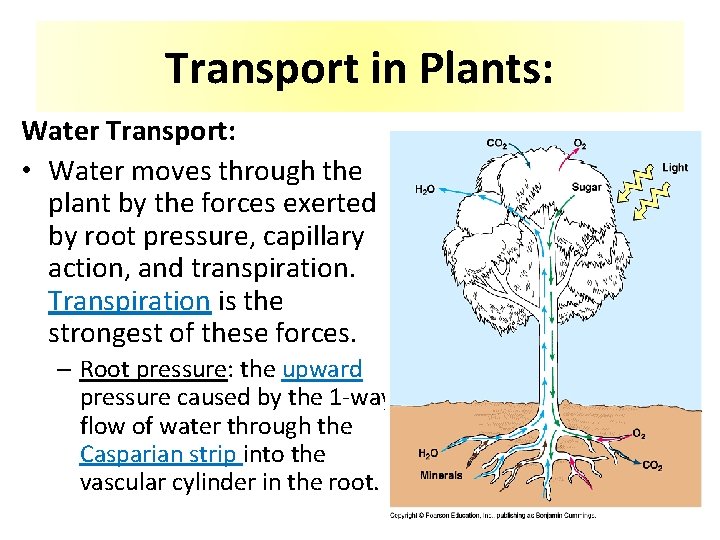 Transport in Plants: Water Transport: • Water moves through the plant by the forces