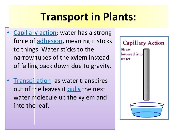 Transport in Plants: • Capillary action: water has a strong force of adhesion, meaning