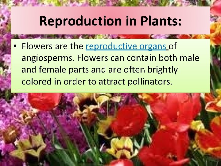 Reproduction in Plants: • Flowers are the reproductive organs of angiosperms. Flowers can contain