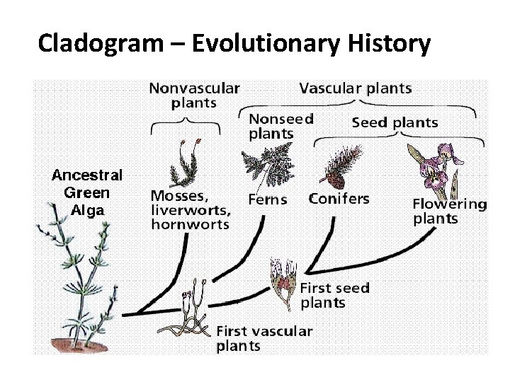 Cladogram – Evolutionary History 