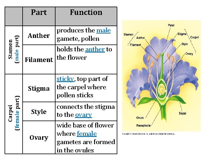 (male part) Stamen Part produces the male Anther gamete, pollen holds the anther to