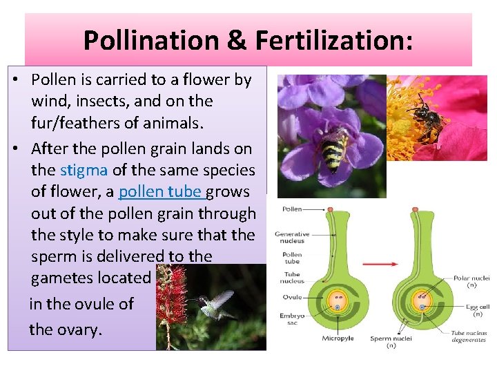 Pollination & Fertilization: • Pollen is carried to a flower by wind, insects, and