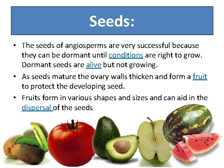 Seeds: • The seeds of angiosperms are very successful because they can be dormant