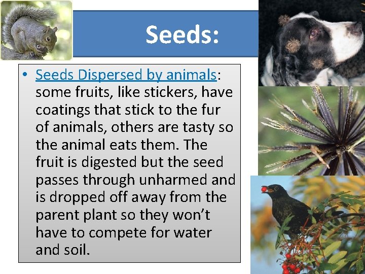 Seeds: • Seeds Dispersed by animals: some fruits, like stickers, have coatings that stick