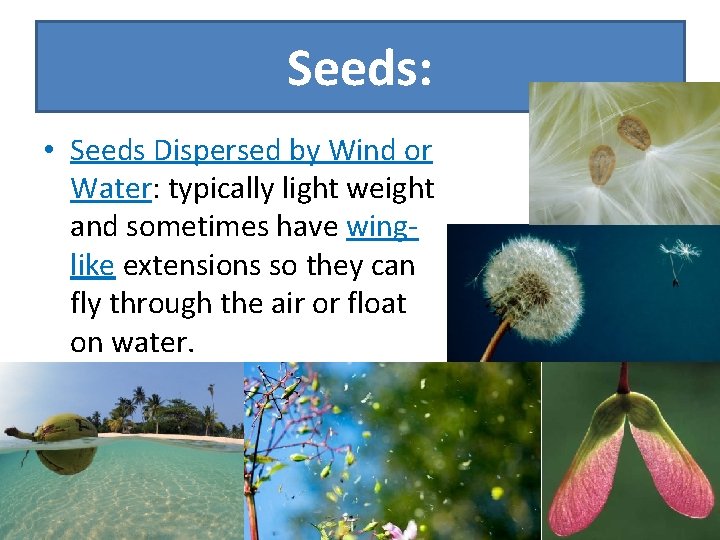 Seeds: • Seeds Dispersed by Wind or Water: typically light weight and sometimes have