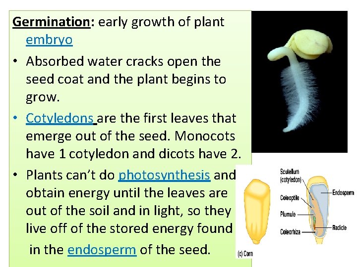 Germination: early growth of plant embryo • Absorbed water cracks open the seed coat