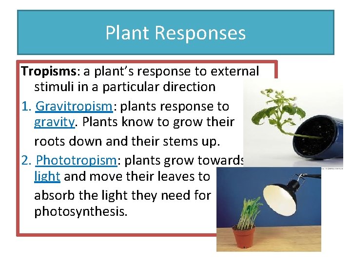 Plant Responses Tropisms: a plant’s response to external stimuli in a particular direction 1.