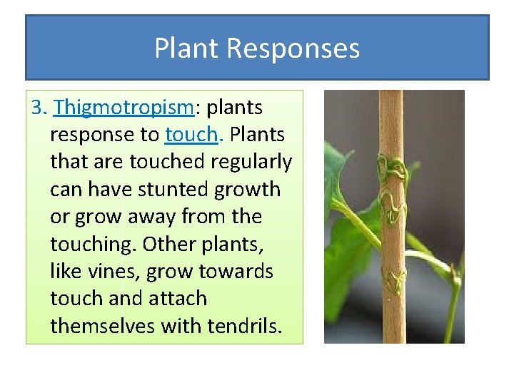 Plant Responses 3. Thigmotropism: plants response to touch. Plants that are touched regularly can