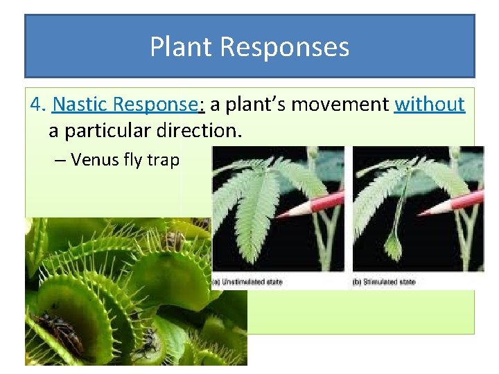 Plant Responses 4. Nastic Response: a plant’s movement without a particular direction. – Venus