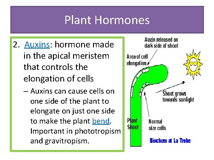 Plant Hormones 2. Auxins: hormone made in the apical meristem that controls the elongation