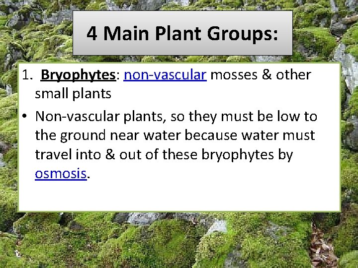 4 Main Plant Groups: 1. Bryophytes: non-vascular mosses & other small plants • Non-vascular