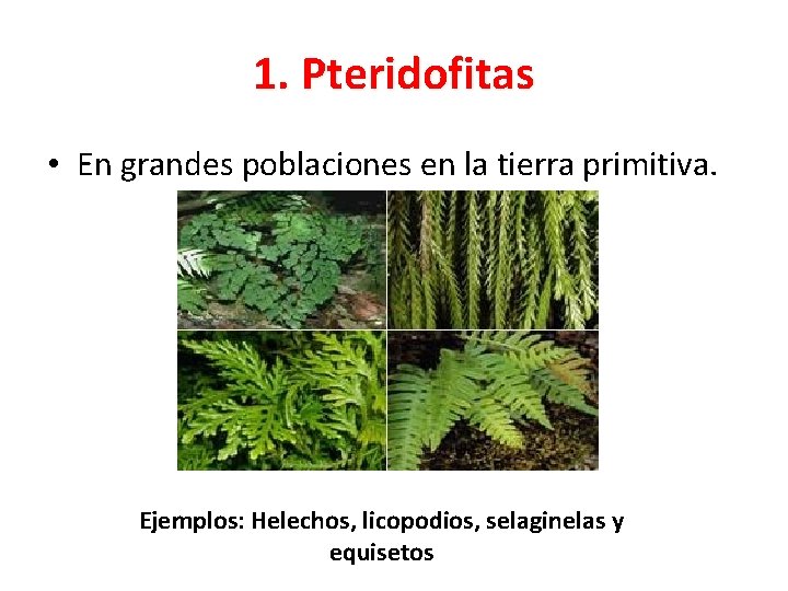 1. Pteridofitas • En grandes poblaciones en la tierra primitiva. Ejemplos: Helechos, licopodios, selaginelas