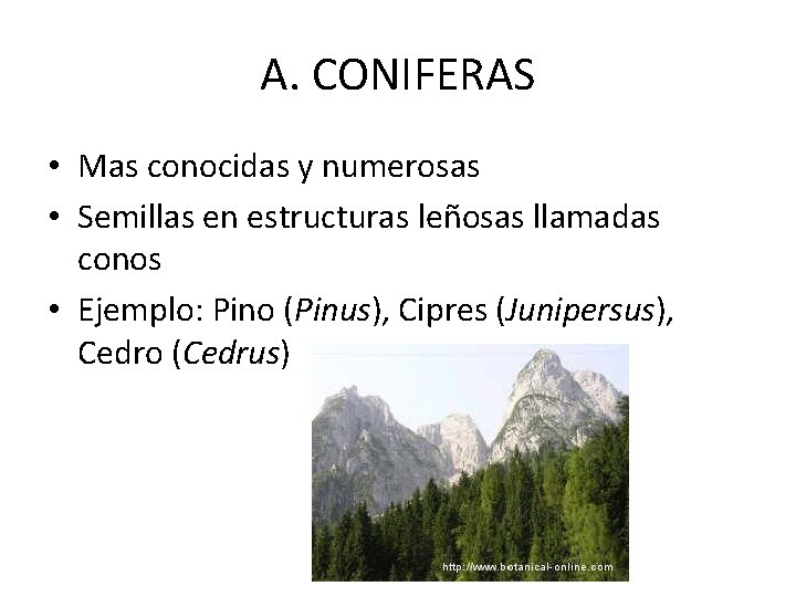 A. CONIFERAS • Mas conocidas y numerosas • Semillas en estructuras leñosas llamadas conos