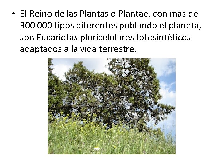  • El Reino de las Plantas o Plantae, con más de 300 000