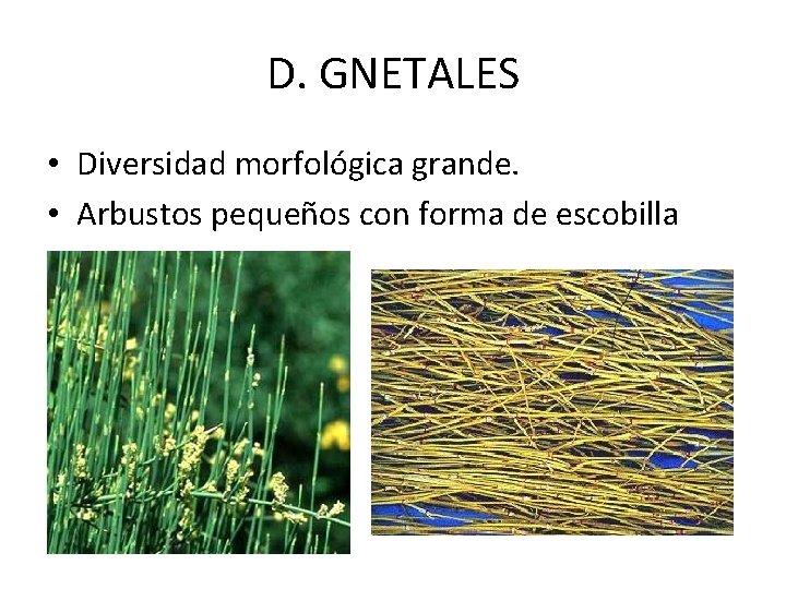D. GNETALES • Diversidad morfológica grande. • Arbustos pequeños con forma de escobilla 