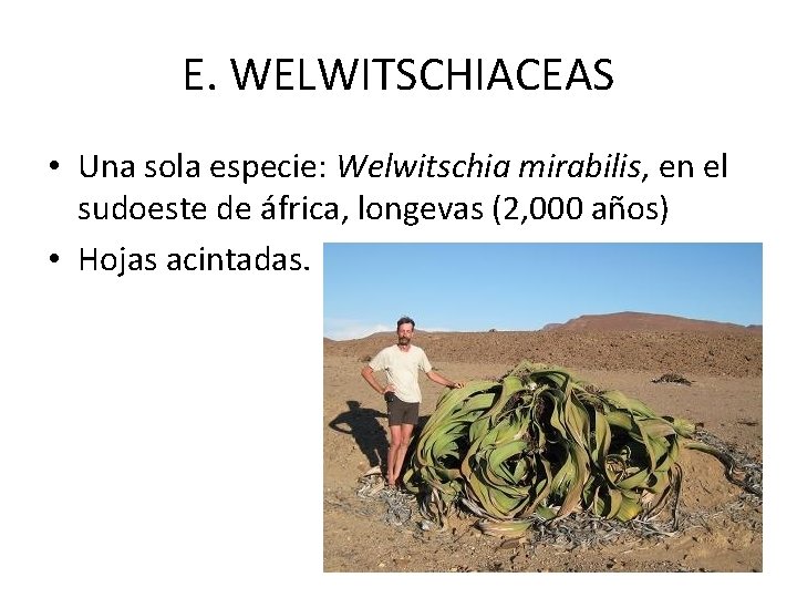 E. WELWITSCHIACEAS • Una sola especie: Welwitschia mirabilis, en el sudoeste de áfrica, longevas