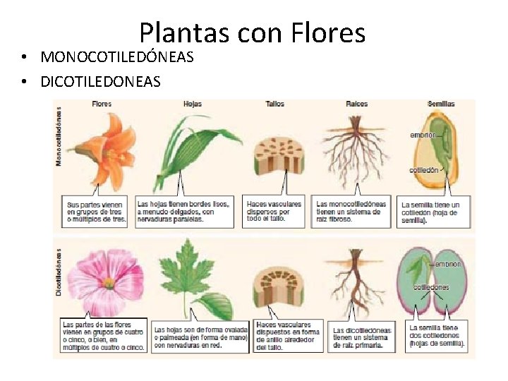 Plantas con Flores • MONOCOTILEDÓNEAS • DICOTILEDONEAS 