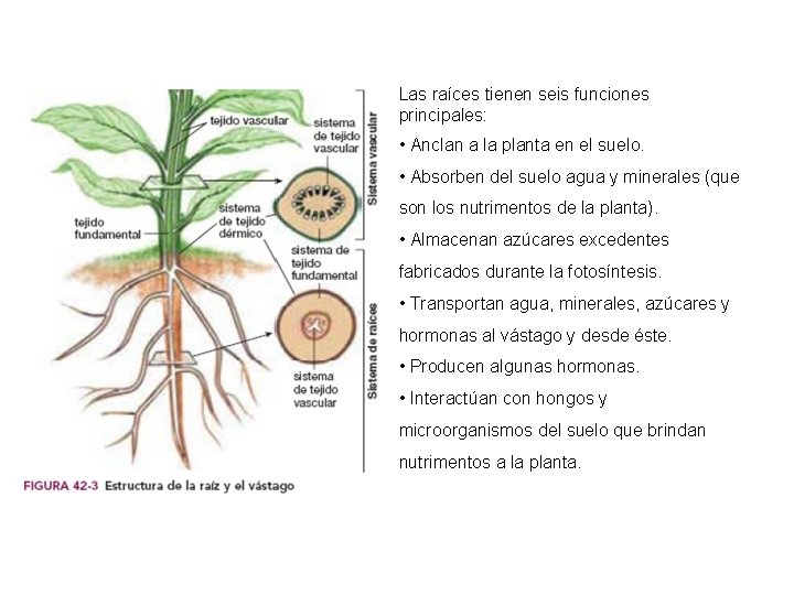 Las raíces tienen seis funciones principales: • Anclan a la planta en el suelo.