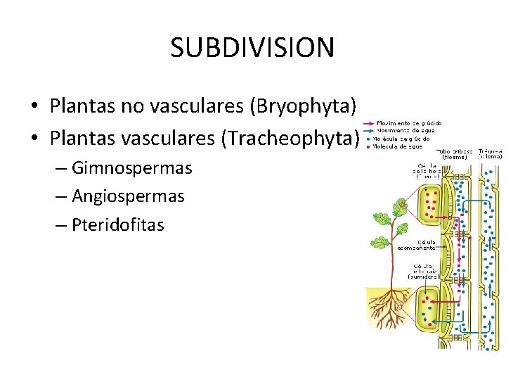 SUBDIVISION • Plantas no vasculares (Bryophyta) • Plantas vasculares (Tracheophyta) – Gimnospermas – Angiospermas