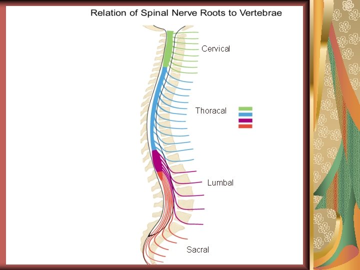 Cervical Thoracal Lumbal Sacral 