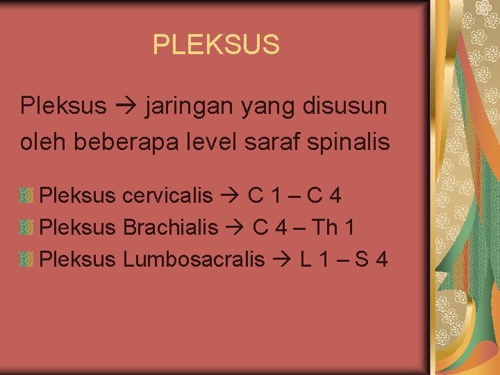 PLEKSUS Pleksus jaringan yang disusun oleh beberapa level saraf spinalis Pleksus cervicalis C 1