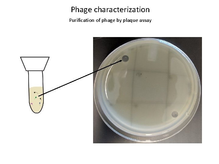 Phage characterization Purification of phage by plaque assay 
