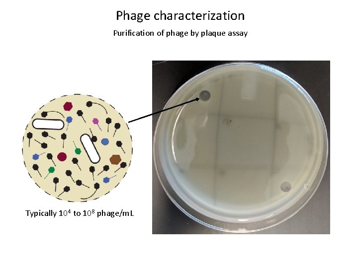 Phage characterization Purification of phage by plaque assay Typically 104 to 108 phage/m. L