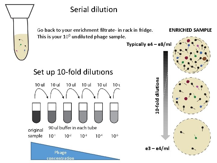 Serial dilution Go back to your enrichment filtrate- in rack in fridge. ENRICHED SAMPLE