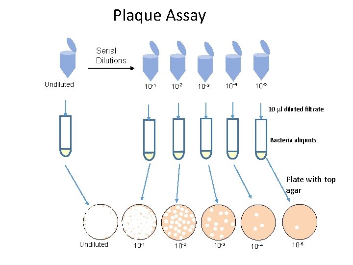 Plaque Assay Serial Dilutions Undiluted 10 -1 10 -2 10 -3 10 -4 10