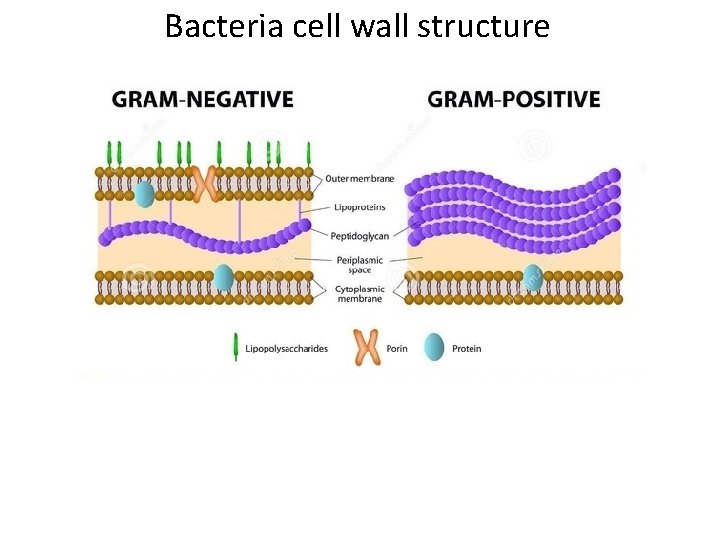 Bacteria cell wall structure 