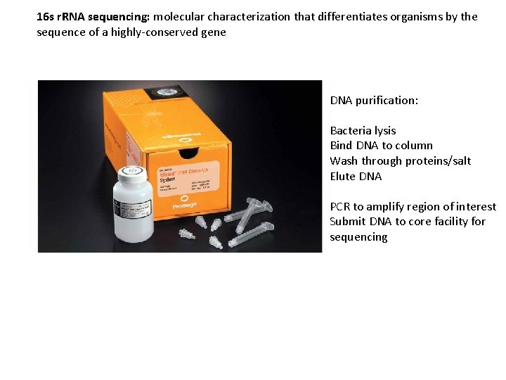 16 s r. RNA sequencing: molecular characterization that differentiates organisms by the sequence of