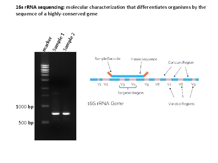 ma rke r Sam ple Sam 1 ple 2 16 s r. RNA sequencing: