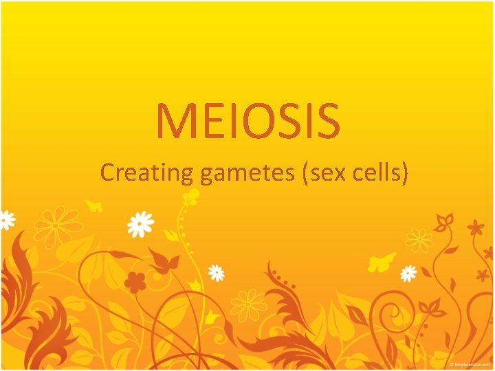 MEIOSIS Creating gametes (sex cells) 