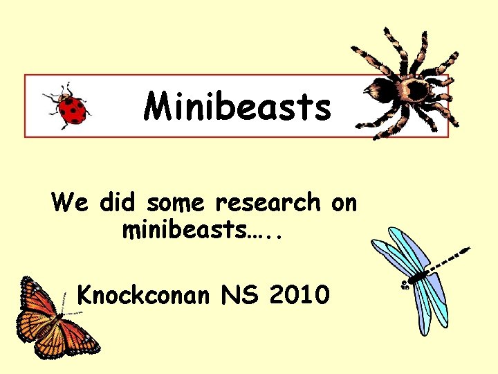 Minibeasts We did some research on minibeasts…. . Knockconan NS 2010 