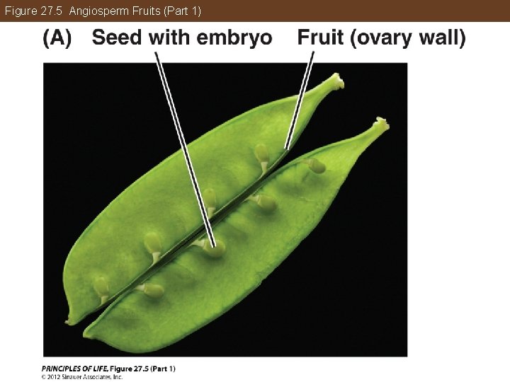 Figure 27. 5 Angiosperm Fruits (Part 1) 