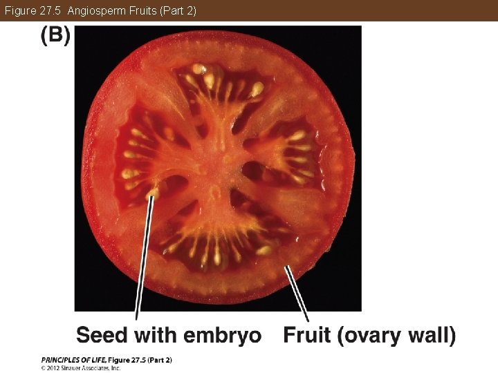 Figure 27. 5 Angiosperm Fruits (Part 2) 