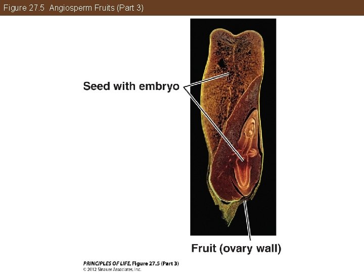 Figure 27. 5 Angiosperm Fruits (Part 3) 