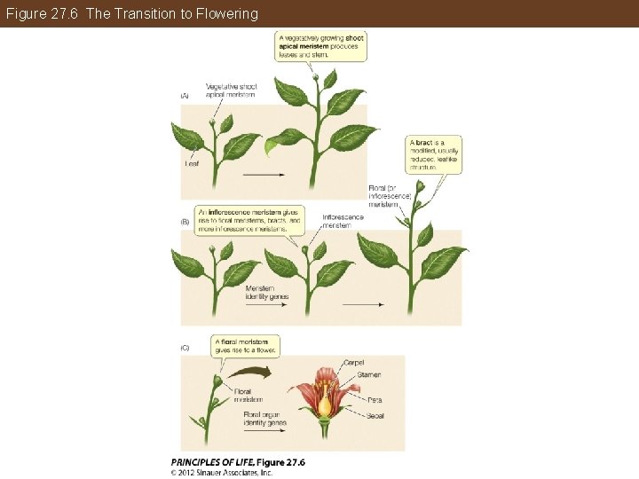 Figure 27. 6 The Transition to Flowering 