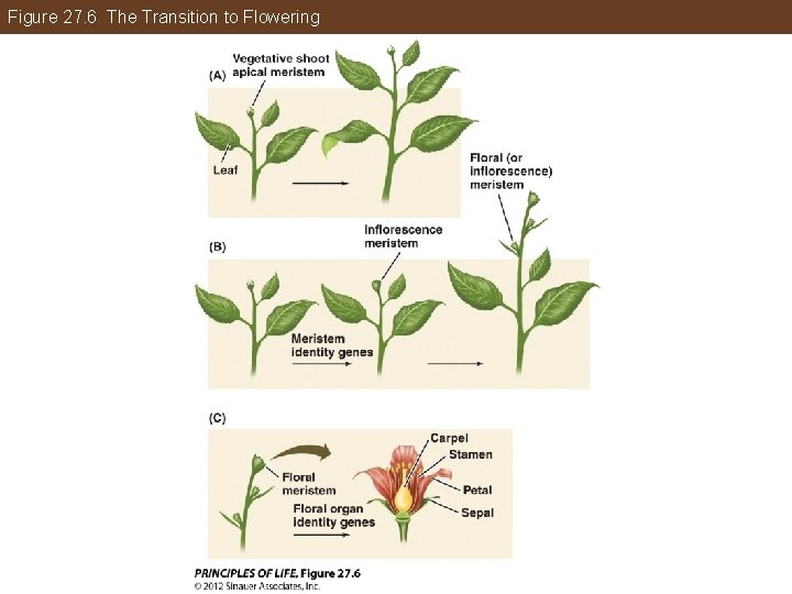 Figure 27. 6 The Transition to Flowering 