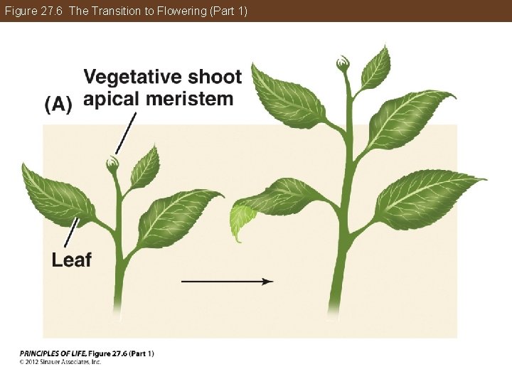 Figure 27. 6 The Transition to Flowering (Part 1) 