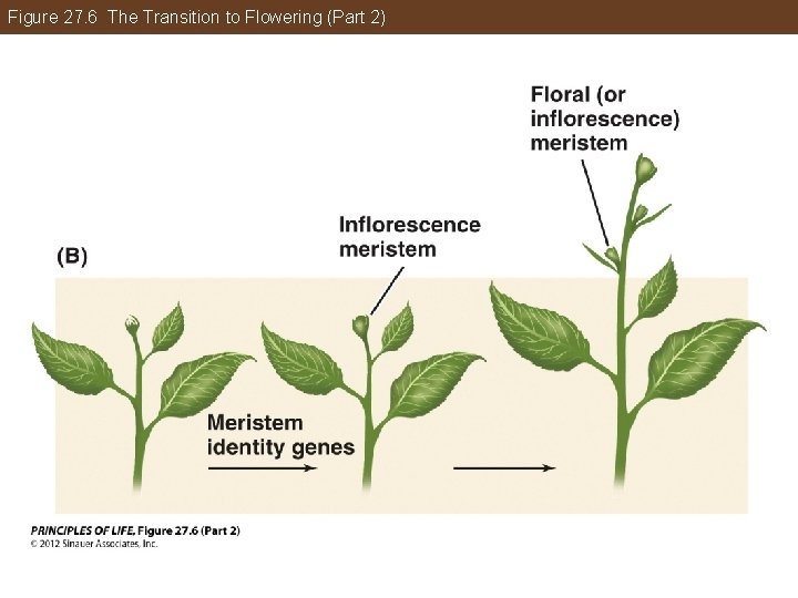 Figure 27. 6 The Transition to Flowering (Part 2) 