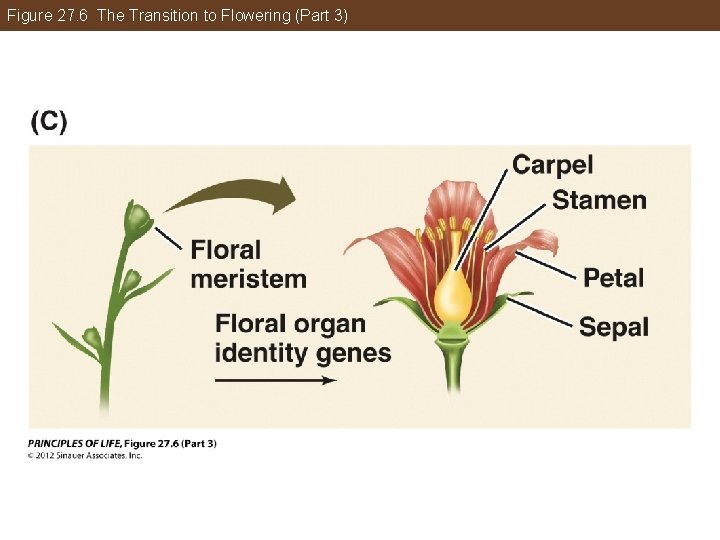 Figure 27. 6 The Transition to Flowering (Part 3) 