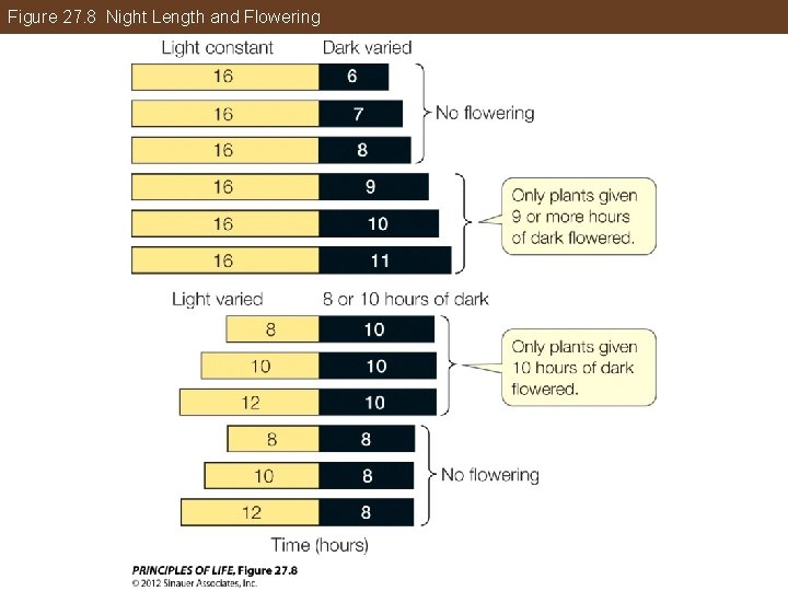 Figure 27. 8 Night Length and Flowering 