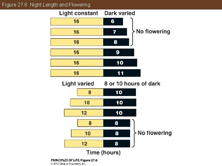 Figure 27. 8 Night Length and Flowering 